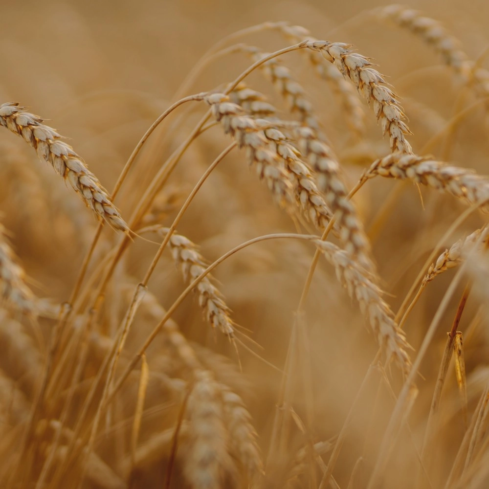 Agricultural Institute of Slovenia - Website renewal